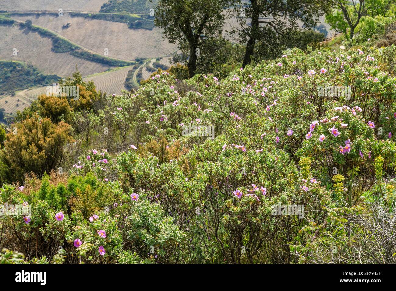 Francia, Pirenei Orientali, Cote Vermeille, Port Vendres, maquis e gariga con Cistus in primavera // Francia, Pyrénées Orientales (66), Côte Vermeil Foto Stock
