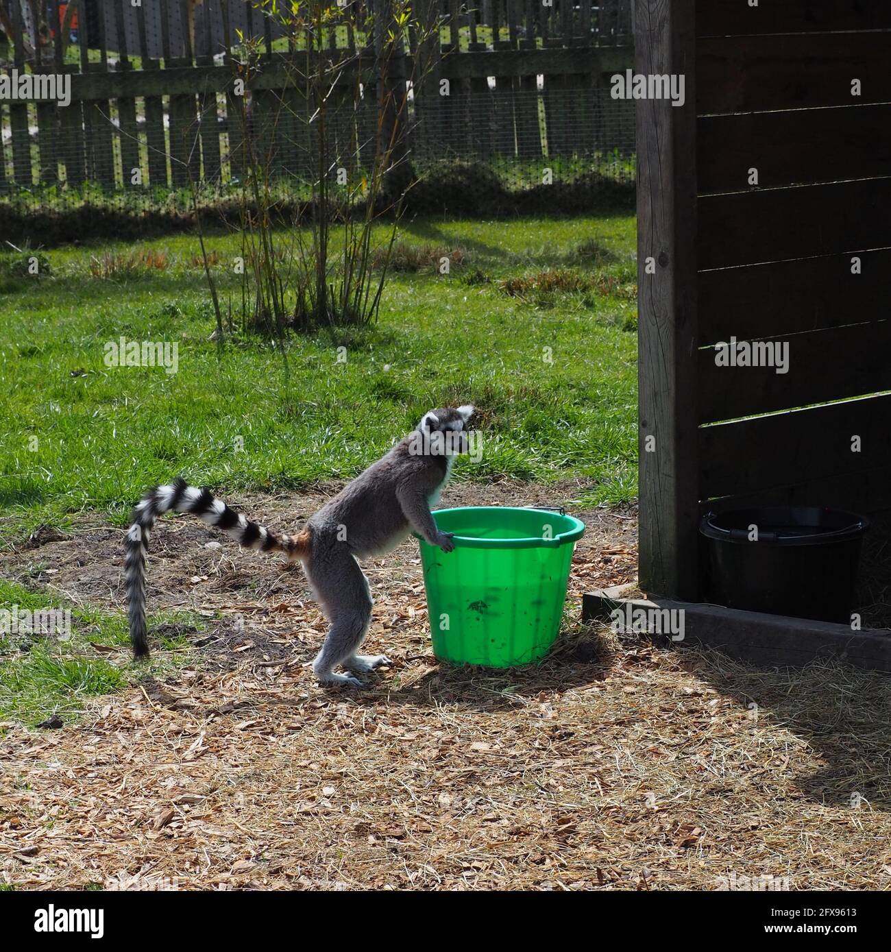 Coda ad anello Lemur che beve da un secchio verde Foto Stock