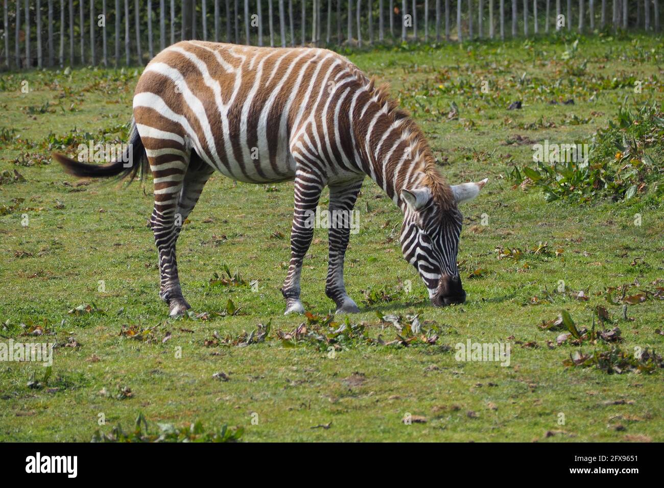 La Zebra senza maniche gode del sole primaverile e dell'erba Foto Stock