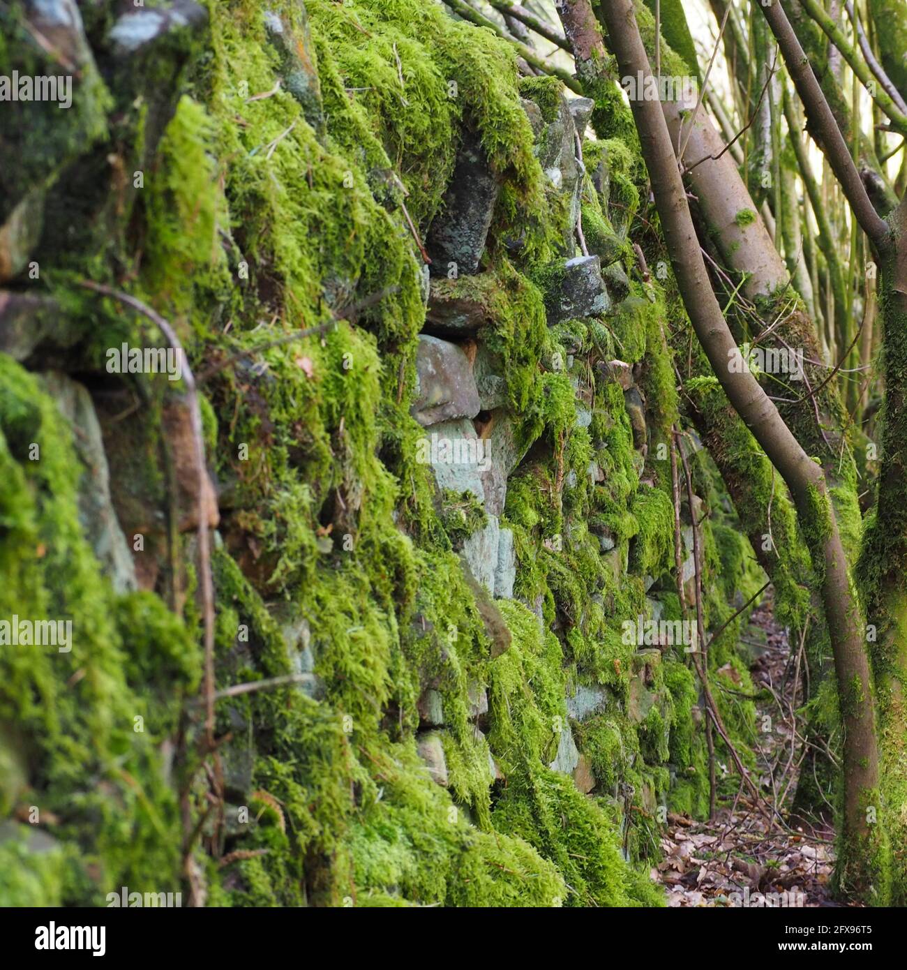 Muro coperto di muschio nella Foresta di Macclesfield Foto Stock