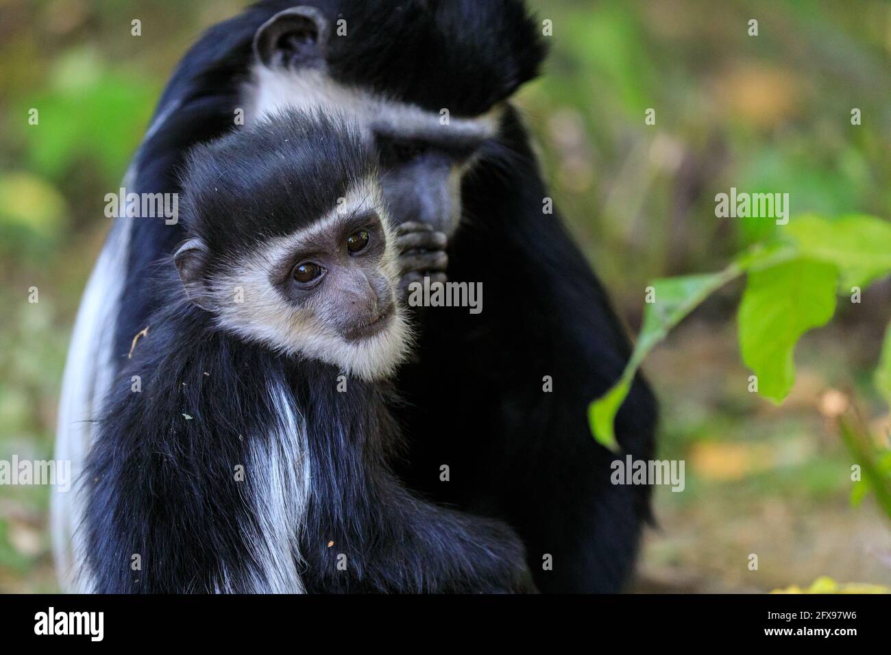 Guereza manled (Colobus guereza), anche orientale o abissino nero-e-bianco colobus, giovanile con madre Foto Stock