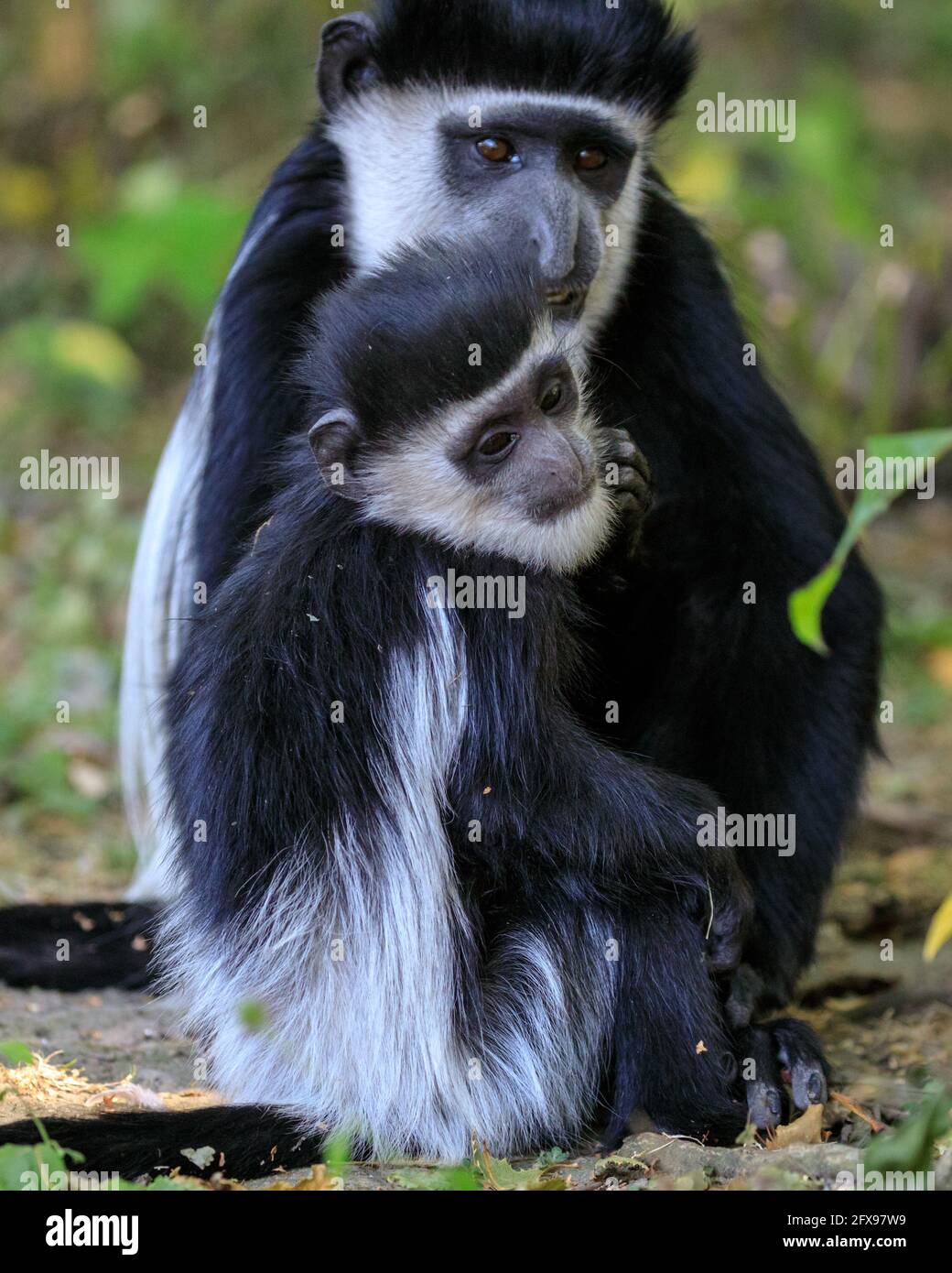 Guereza manled (Colobus guereza), anche orientale o abissino nero-e-bianco colobus, giovanile con madre Foto Stock