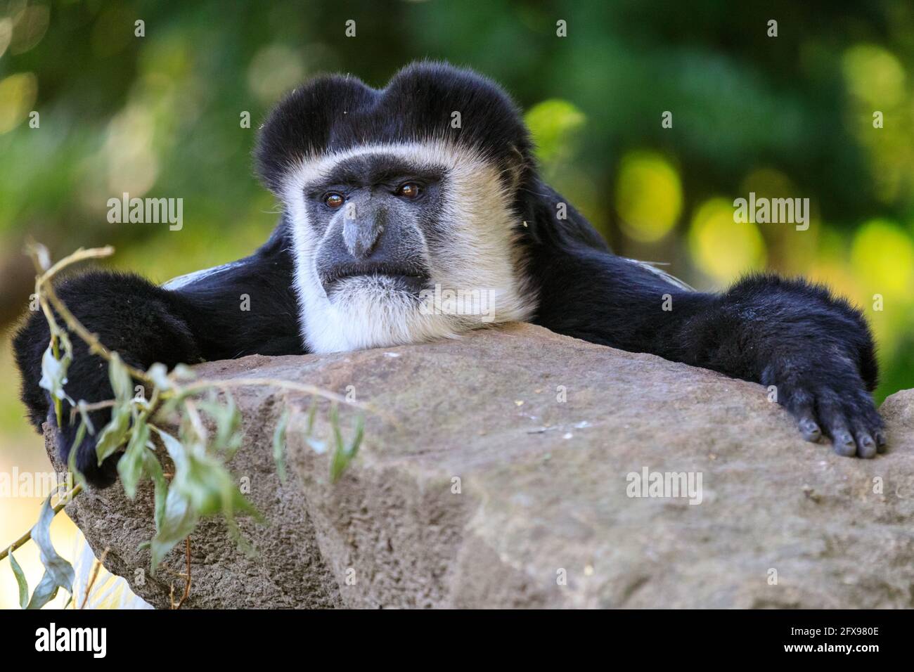 Guereza manlite (Colobus guereza), anche orientale o abissino nero-e-bianco colobus, riposo, adulto Foto Stock