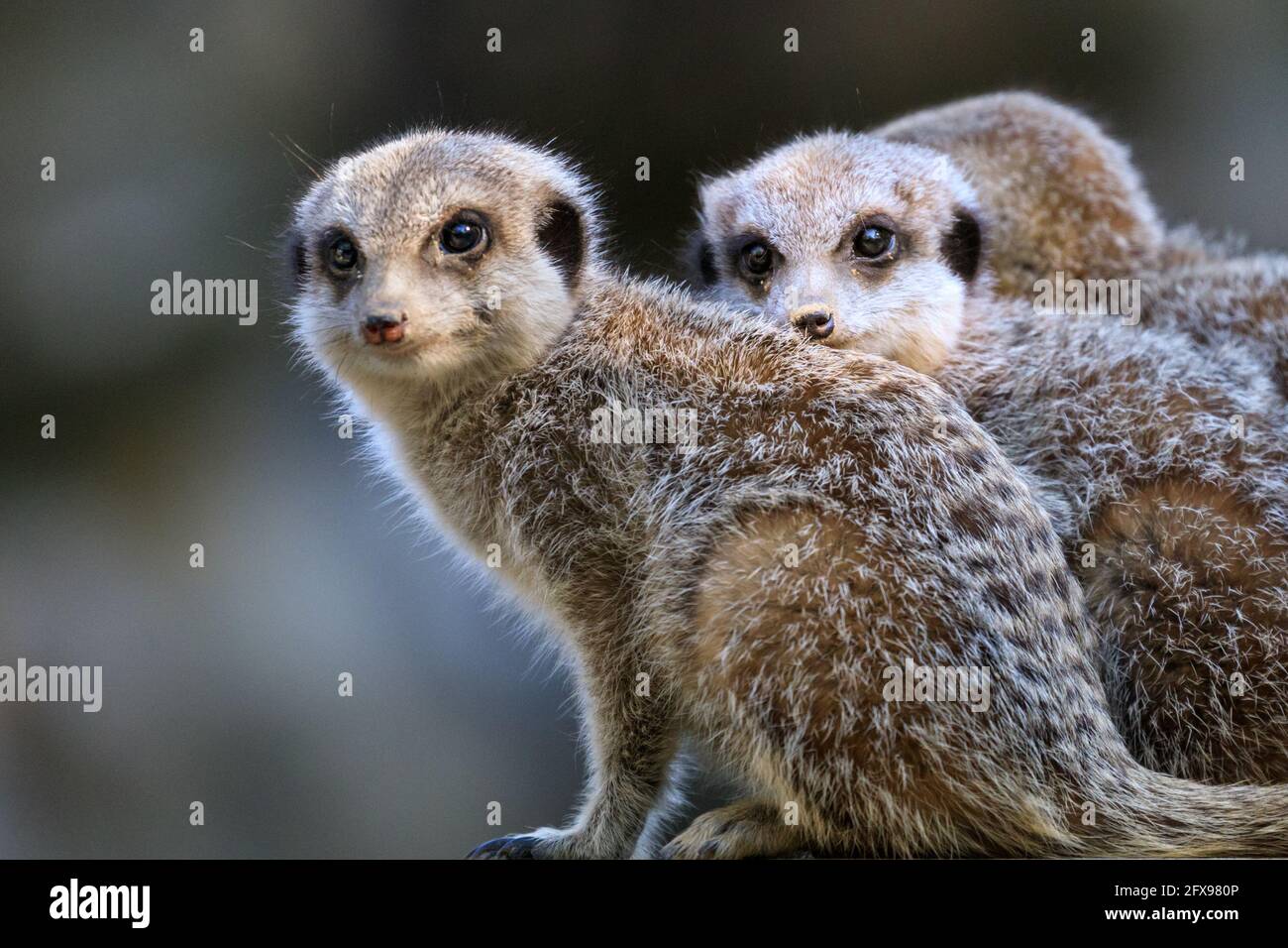 Gruppo di meerkat (suricata suricatta), adulti con giovani Foto Stock