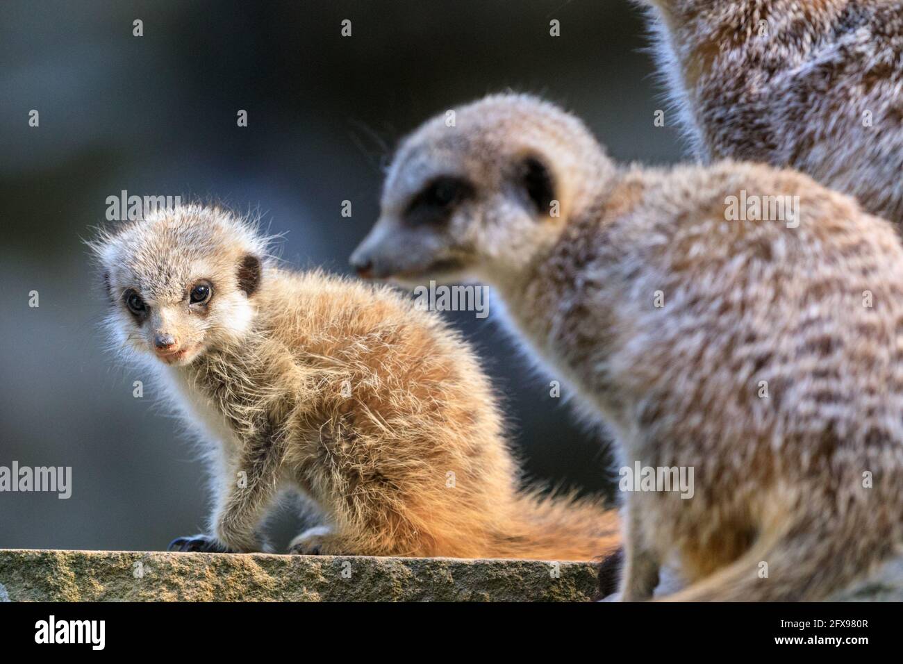 Meerkat bambino, giovane meerkat (suricata suricatta), con adulti Foto Stock