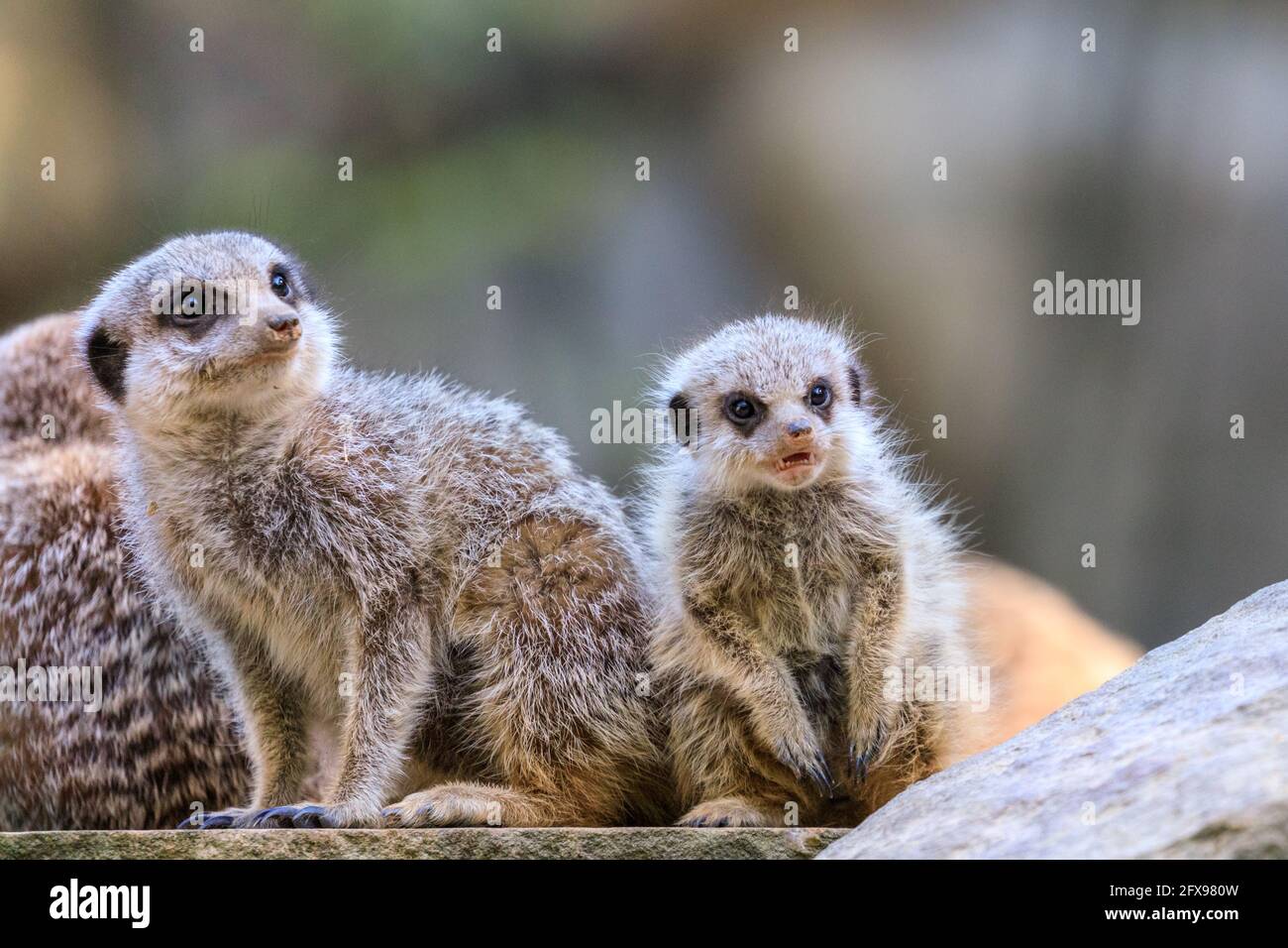 Gruppo di meerkat (suricata suricatta), adulti con giovani Foto Stock