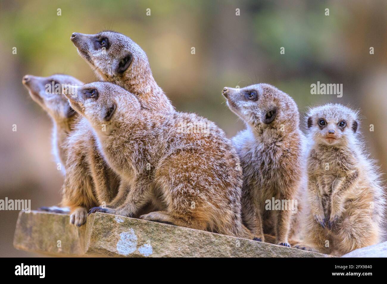 Gruppo di meerkat (suricata suricatta), adulti con giovani Foto Stock