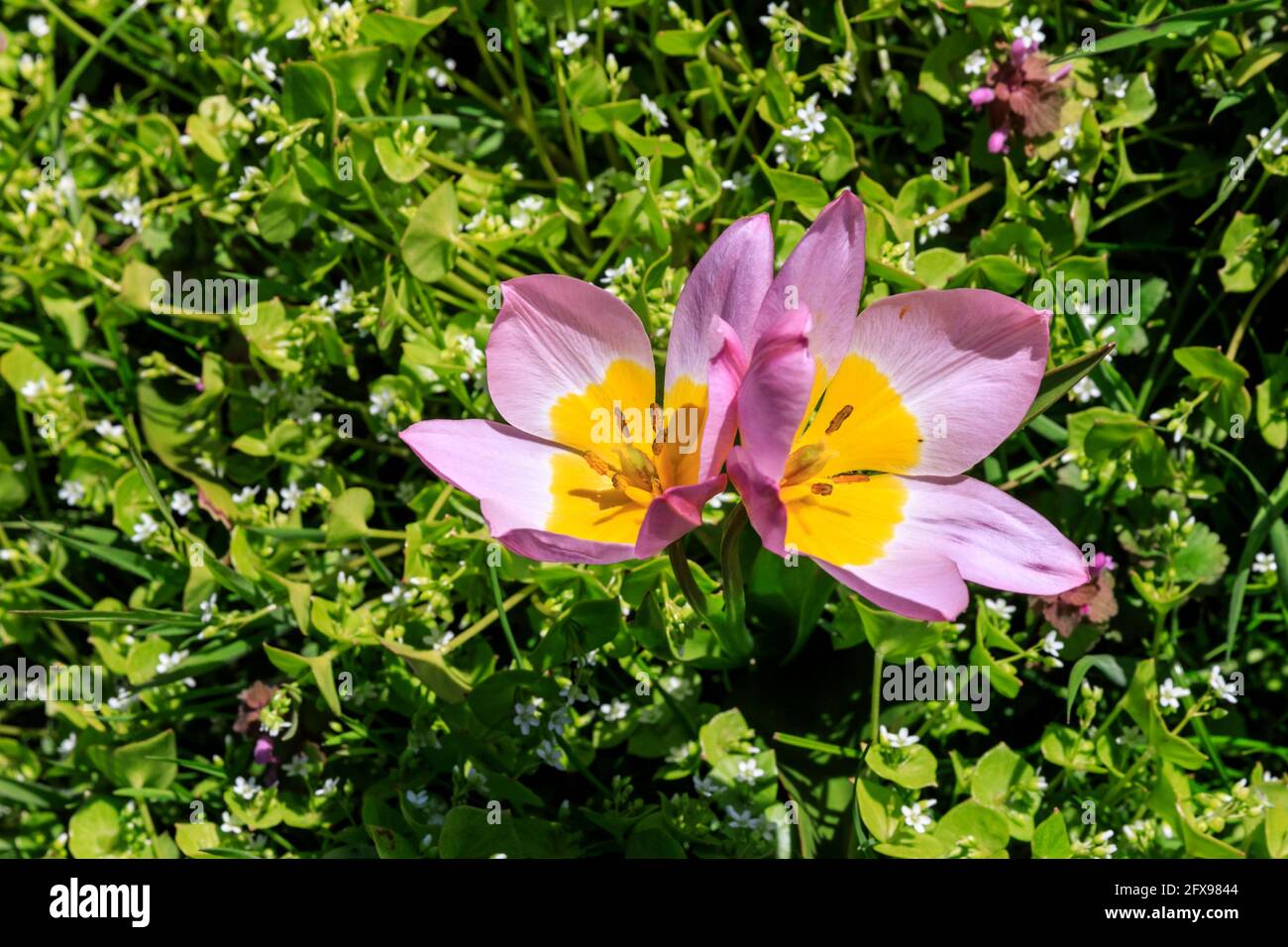 Tulipa saxatilis 'Lilac Wonder', fiori aperti di tulipano botanico rosa pallido e giallo, tulipa bakeri Foto Stock
