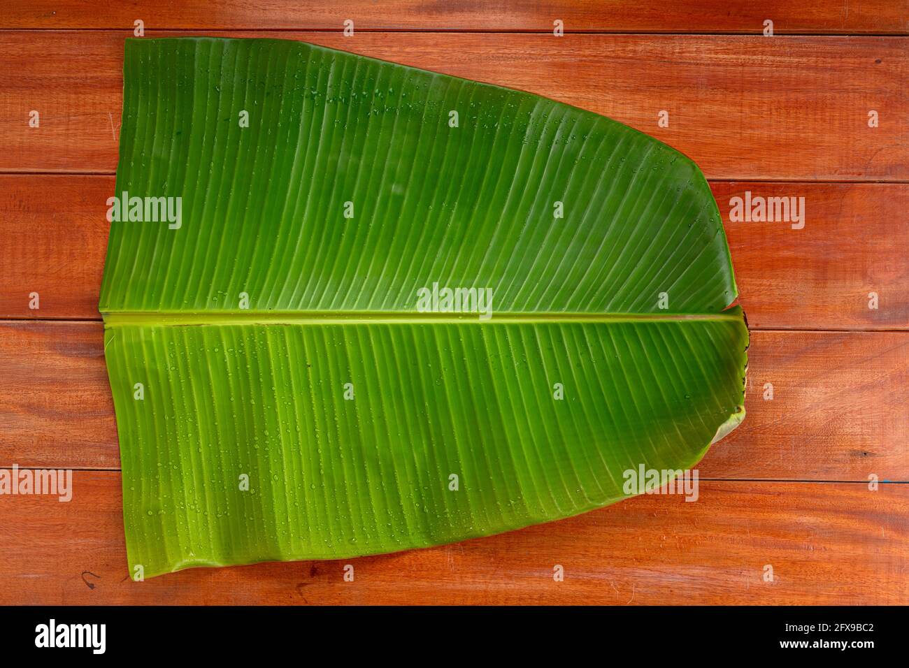 Foglia di banana, fresco verde foglia di banana testurizzato sfondo che è principalmente utilizzato in india del sud per festa come piatti e la preparazione di spuntini articoli . Foto Stock