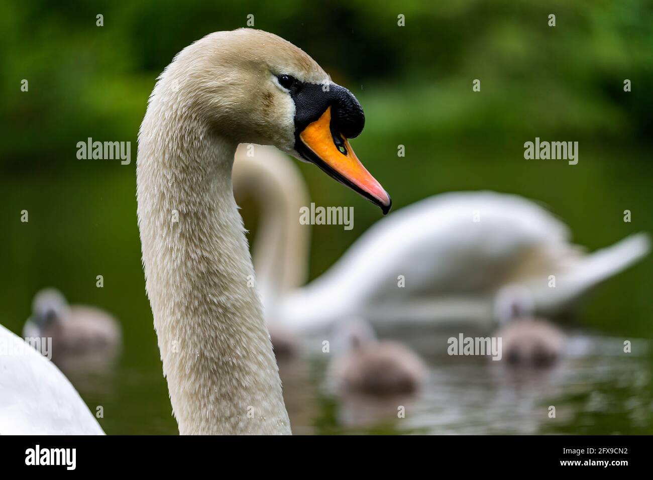 Cygnets. Bianco Cigno (Cygnus olor),famiglia un adulto e diversi cygnets nuotare in acqua nella tarda primavera nel Regno Unito. Bianco cygnets Muto. Foto Stock