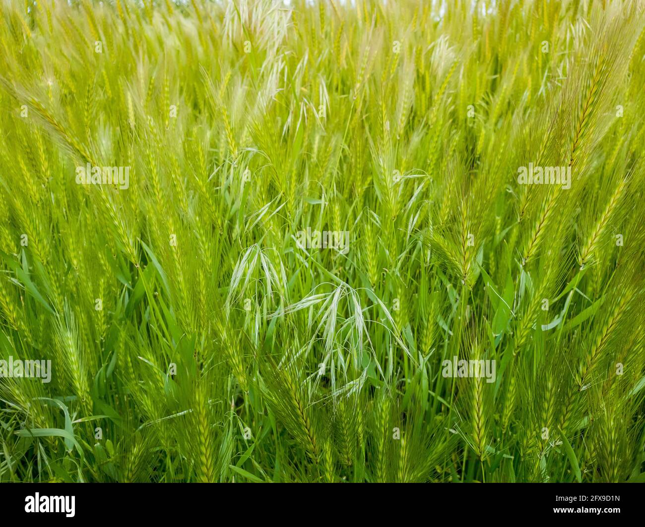 Fioritura di piante di foxtail selvatiche su un pittoresco prato estivo. Vegetazione verde differente che rigonfiato nel vento. Idilliaca paesaggio rurale natura, primavera verde Foto Stock