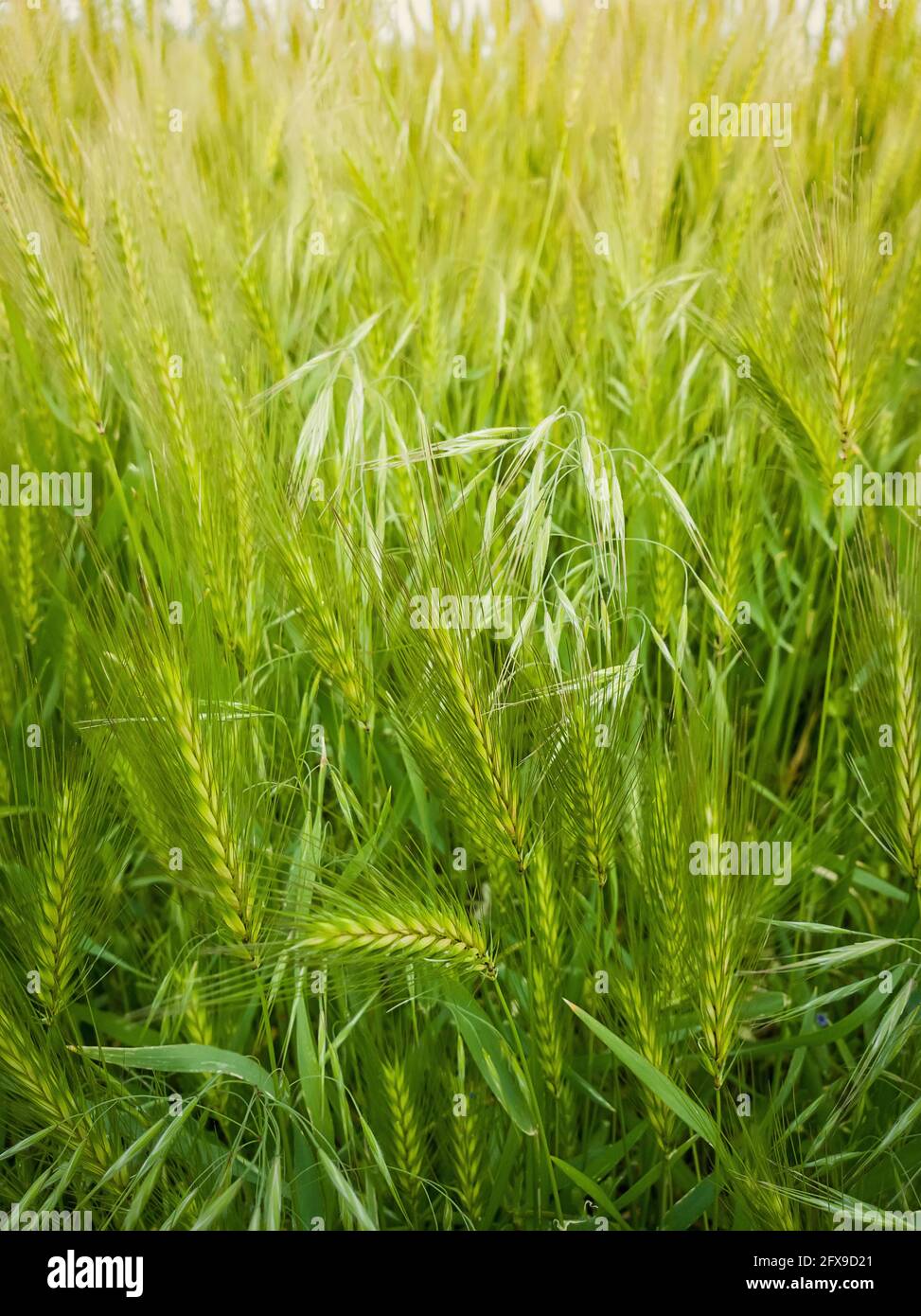 Fioritura di piante di foxtail selvatiche su un pittoresco prato estivo. Vegetazione verde differente, colpo verticale. Idilliaca paesaggio rurale natura, verde primavera fi Foto Stock
