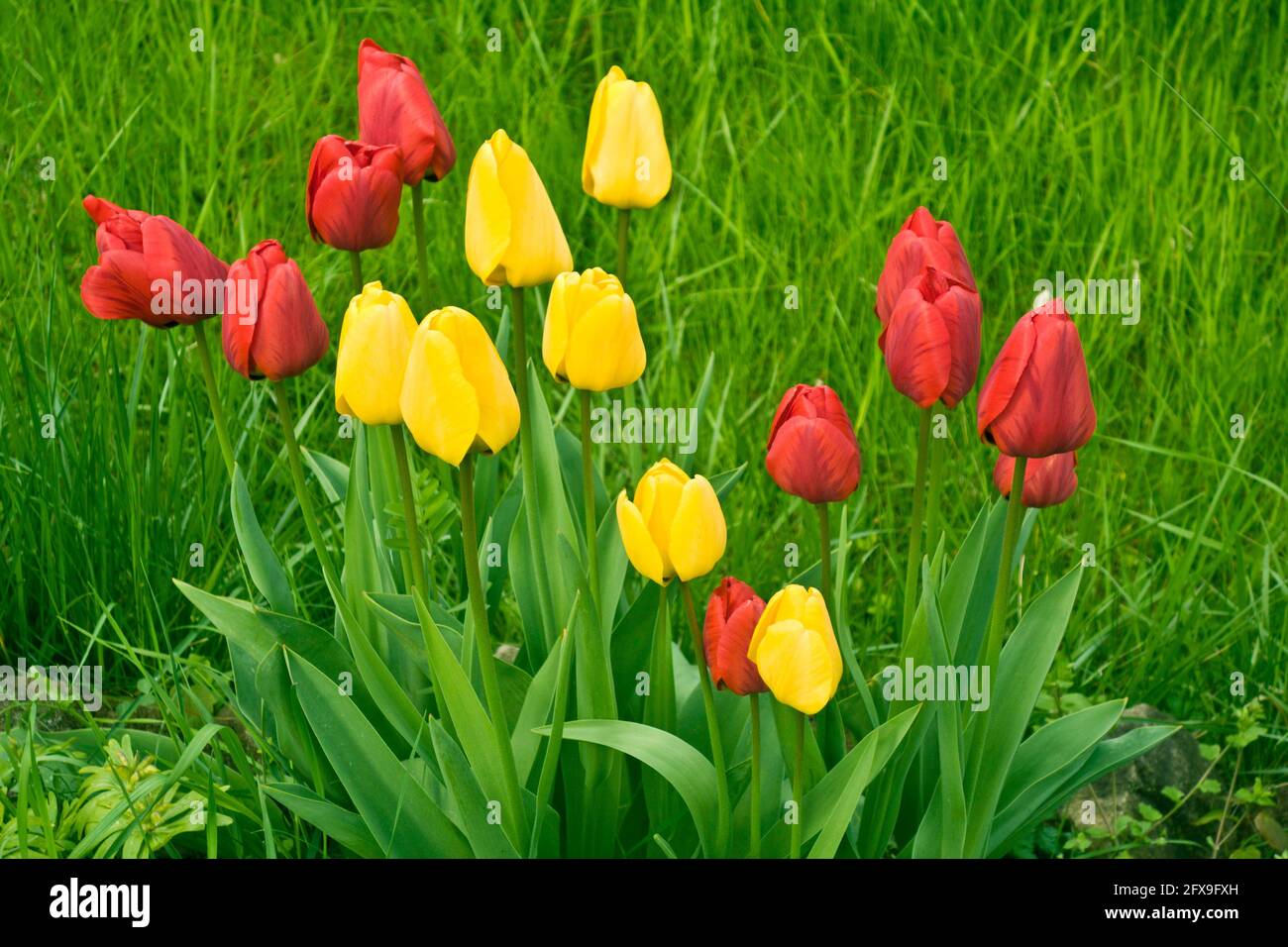 Rosso e tulipani gialli in un giardino Foto Stock