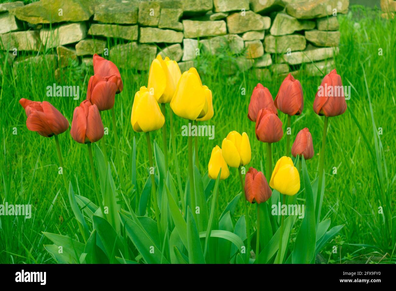 Rosso e tulipani gialli in un giardino Foto Stock