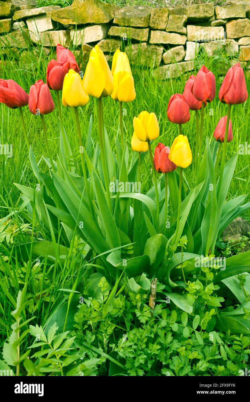 Rosso e tulipani gialli in un giardino Foto Stock