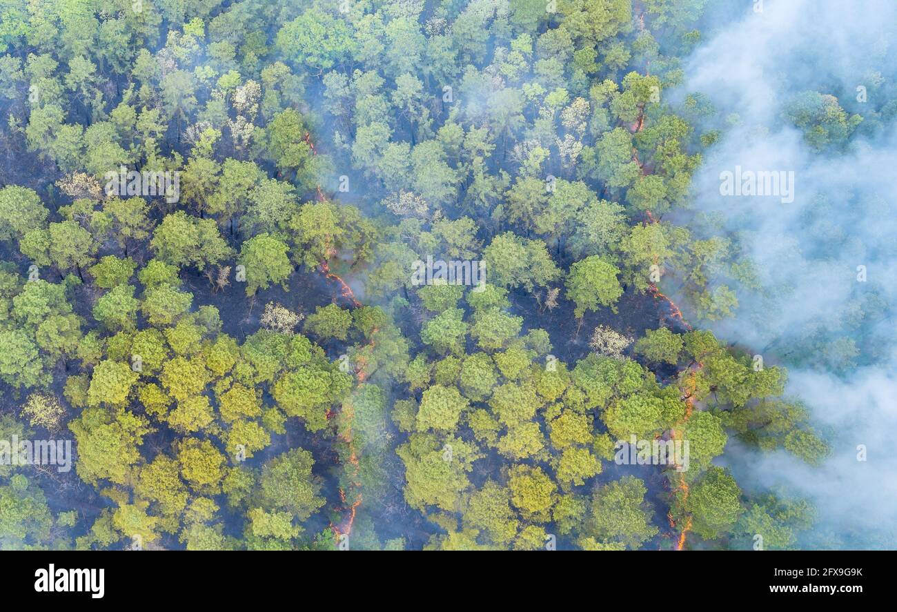 Wildfire sta bruciando alberi ed erba secca nella foresta di fumo grande Foto Stock