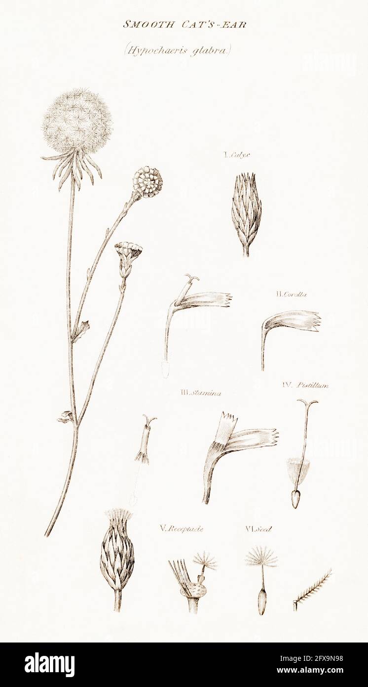 Illustrazione botanica a copperplate di lisci Cats-ear / Hypochaeris glabra da Robert Thornton's British Flora, 1812. Una volta usato come pianta medicinale. Foto Stock