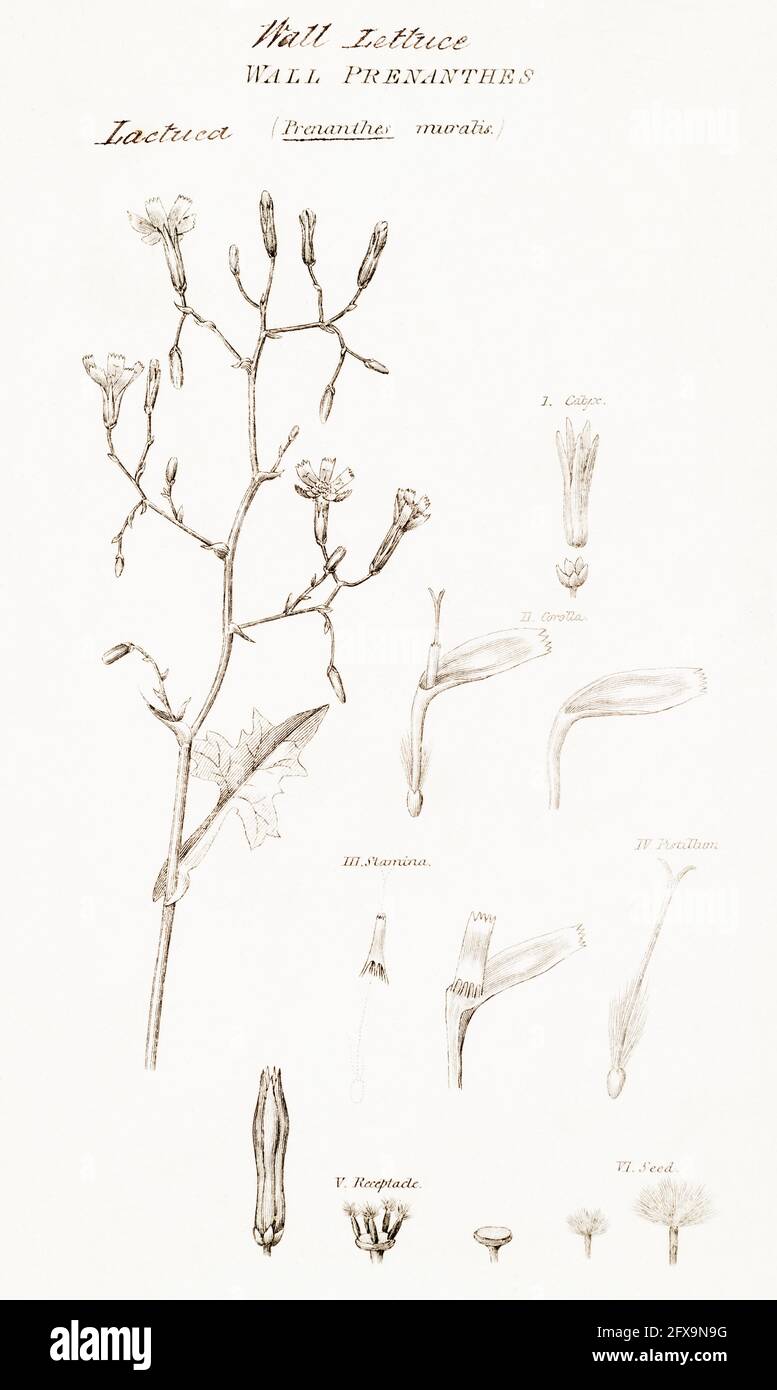 Illustrazione botanica copperplate di Wall Lattuce / Lactuca muralis da Robert Thornton's British Flora, 1812. Foto Stock