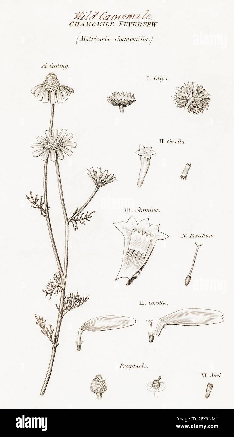 Illustrazione botanica copperplate di Wild Chamomile / Matricaria chamomilla, Matricaria recutita da Robert Thornton's British Flora, 1812. Foto Stock