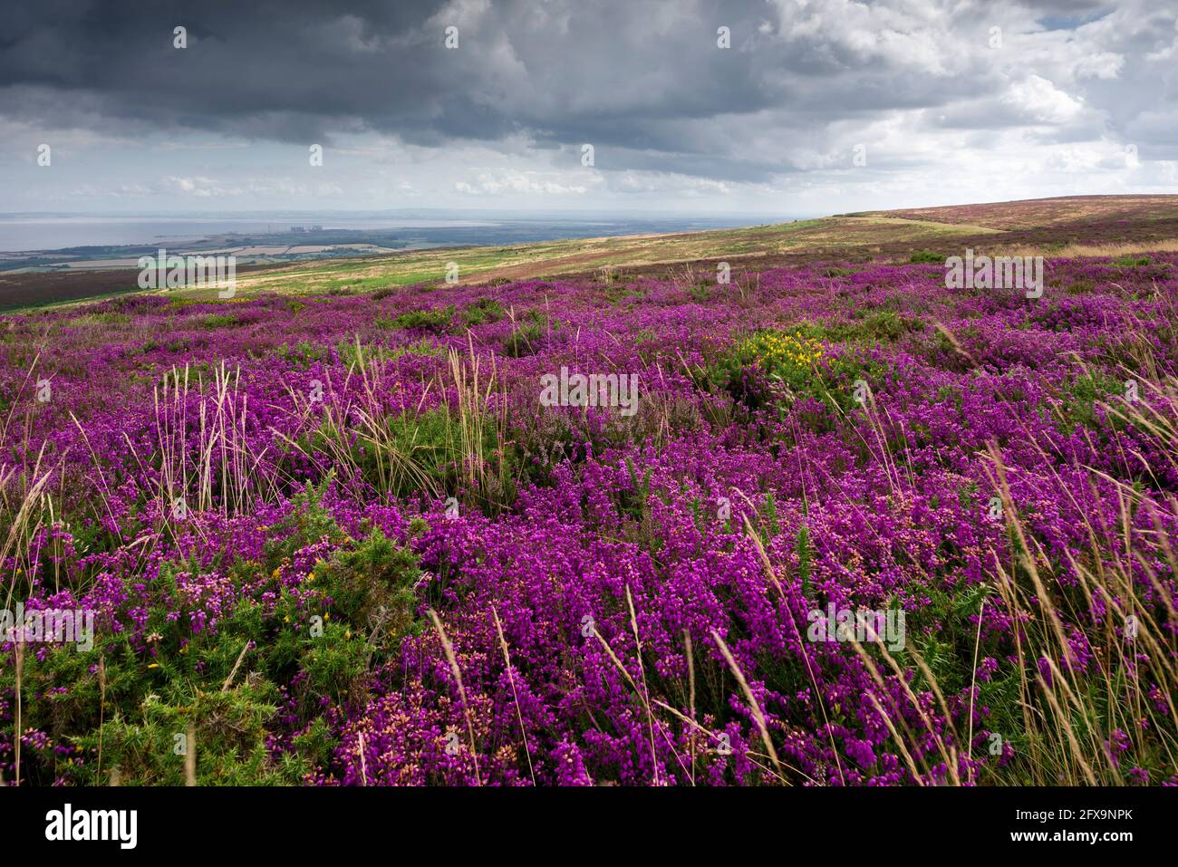 Bell heather in Flower on Beacon Hill a fine estate nel Quantock Hills National Landscape con il Bristol Channel Beyond, Somerset, Inghilterra. Foto Stock