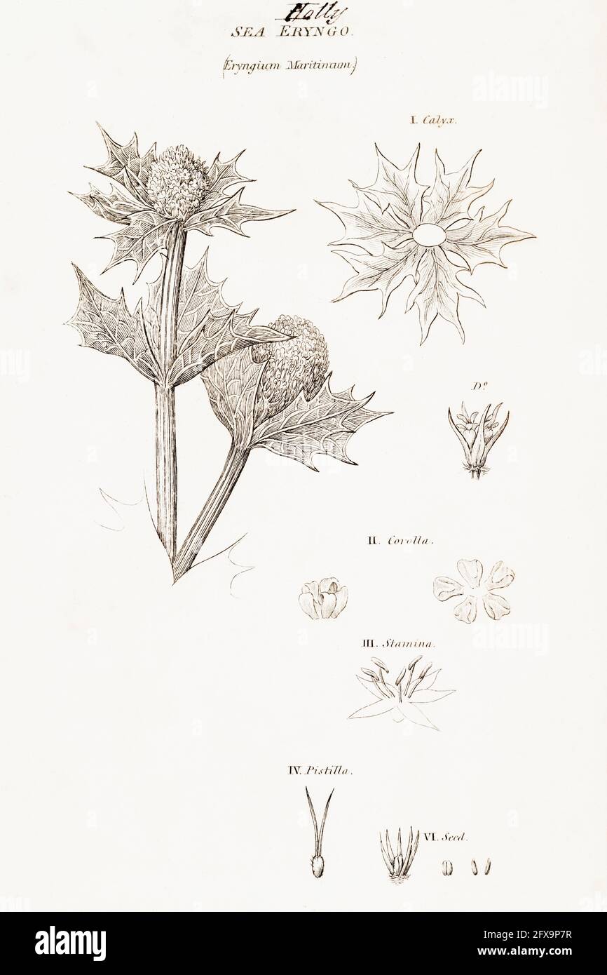 Illustrazione botanica copperplate di Sea Holly / Eryngium maritimum da Robert Thornton's British Flora, 1812. Una volta usato come pianta medicinale. Foto Stock