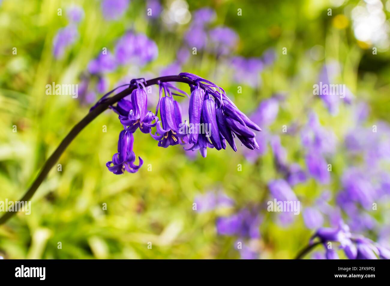 Bluebells anche Hyacinthoides non-scripta sono fiori graziosi nel bosco primaverile. Foto Stock