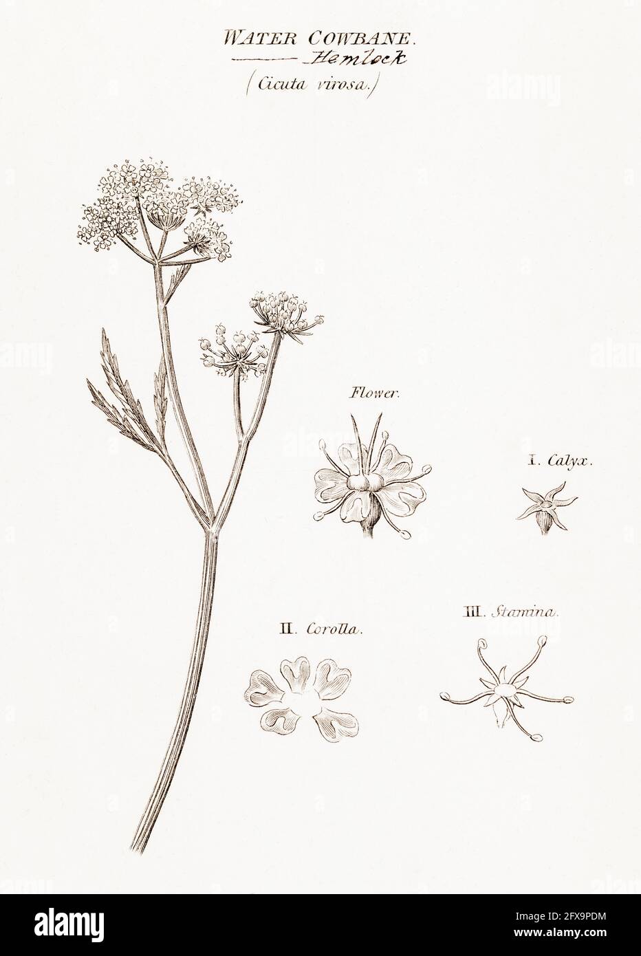 Copperplate illustrazione botanica di Hemlock acqua, Cowbane / Cicuta virosa da Robert Thornton's British Flora, 1812. Impianto britannico altamente velenoso. Foto Stock