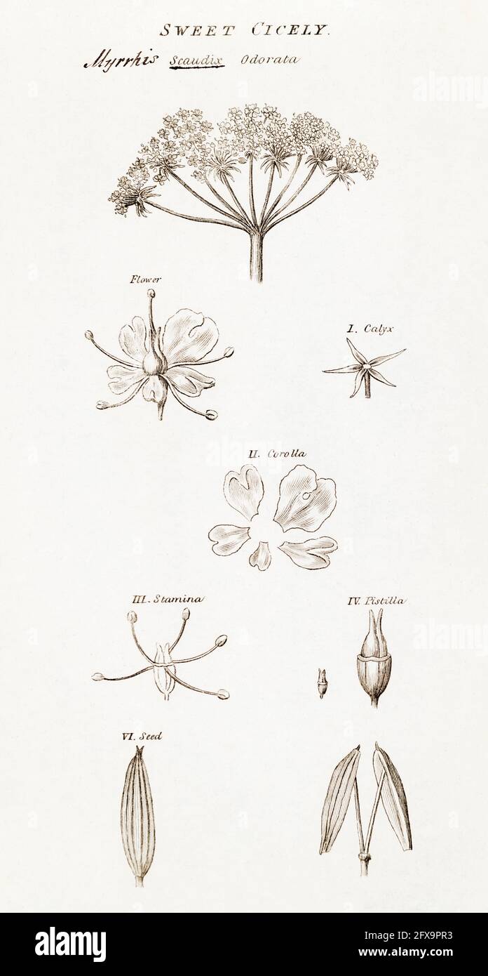 Copperplate illustrazione botanica di Myrhis odorata / Sweet Cicely da Robert Thornton's British Flora, 1812. Una volta usato come pianta medicinale. Foto Stock