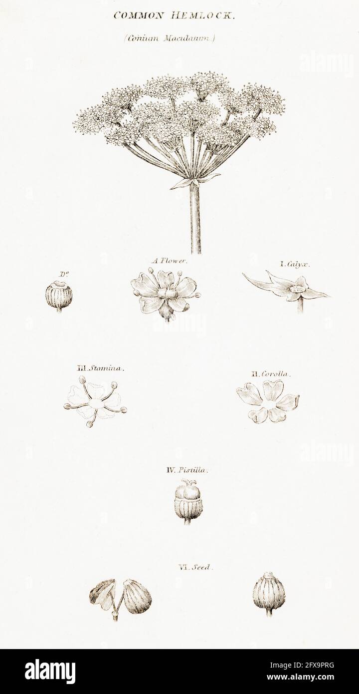 Illustrazione botanica copperplate di Conium maculatum / Hemlock da Robert Thornton's British Flora, 1812. Una volta usato in cure anche se velenoso. Foto Stock