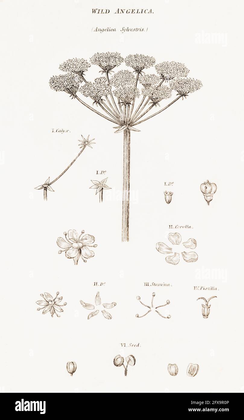 Illustrazione botanica copperplate di Wild Angelica / Angelica sylvestris da Robert Thornton's British Flora, 1812. Una volta usato come pianta medicinale. Foto Stock