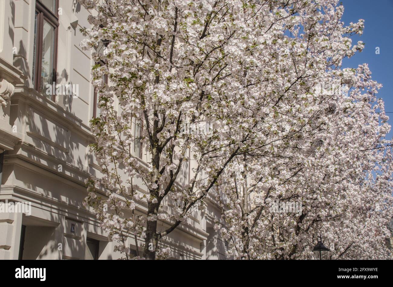 Bonn-weiße Kirschblüten Foto Stock