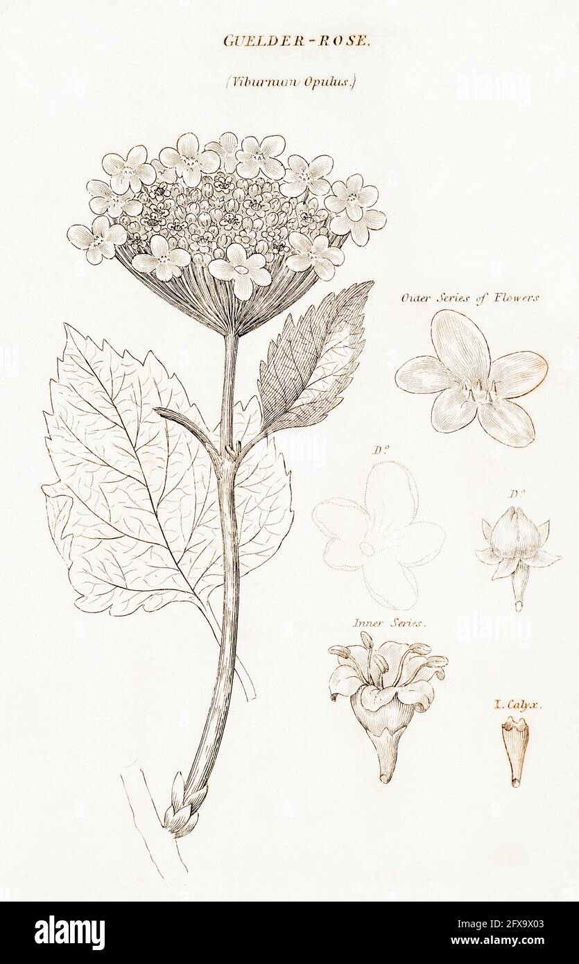 Illustrazione botanica copperplate di Guelder Rose / Viburnum Opulus da Robert Thornton's British Flora, 1812. Una volta usato come pianta medicinale. Foto Stock