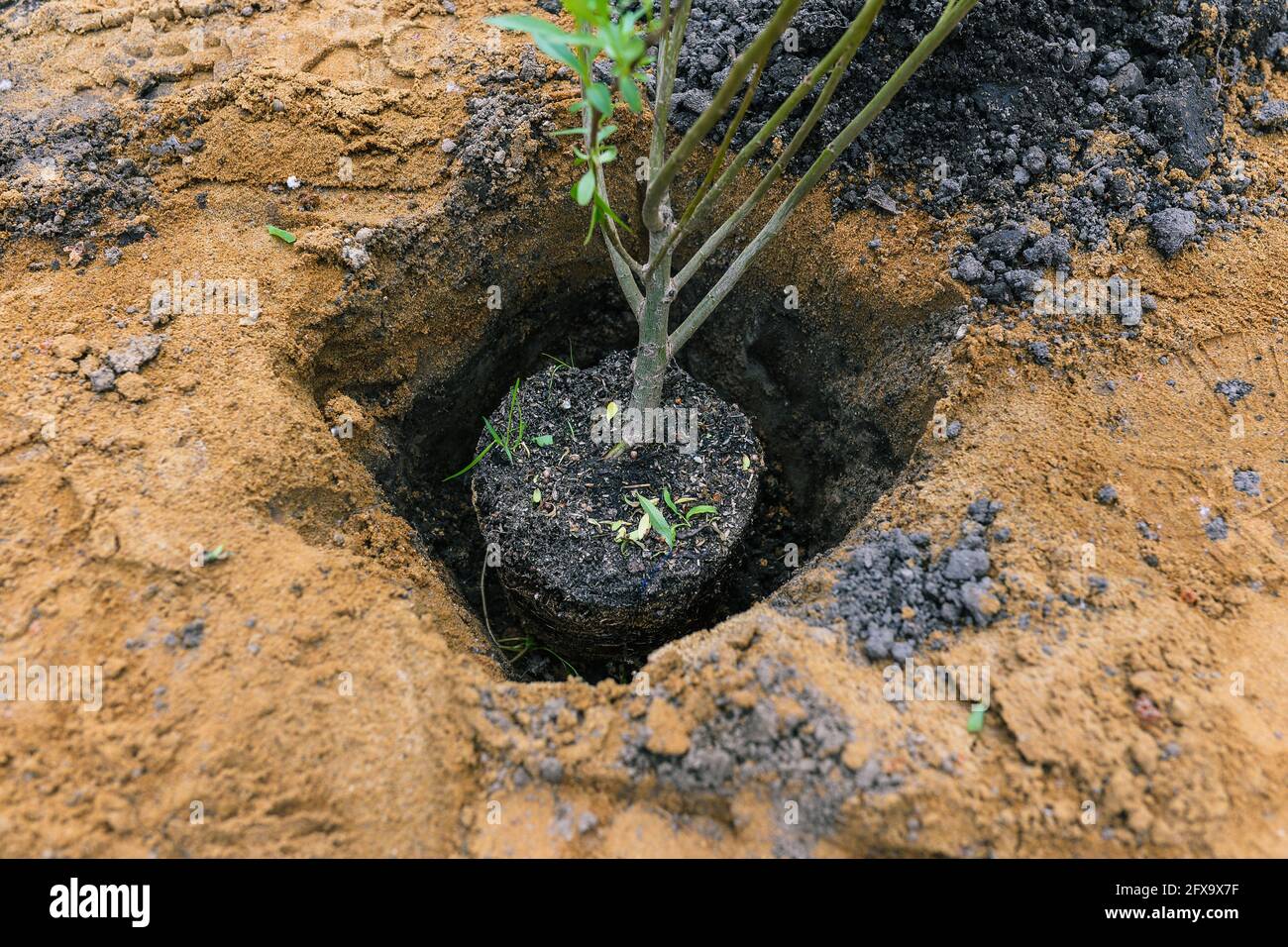 Giovani pianta dell'albero. Piantando un albero nel terreno. Giardinaggio, ecologia e ambiente. Foto Stock