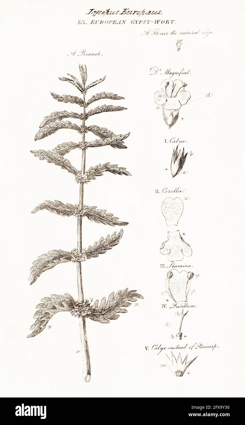 Illustrazione botanica copperplate di Gypsywort, Gypsywort / Lycopus europaeus della British Flora di Robert Thornton, 1812. Vecchie specie di piante medicinali Foto Stock