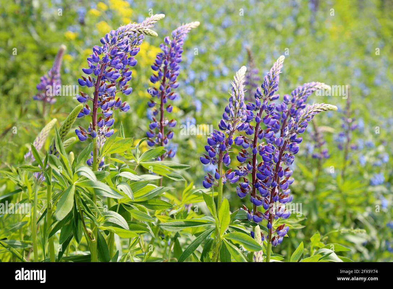 Fiori Lupin in fiore su un prato estivo. Fiori di campo in erba verde, sfondo naturale Foto Stock