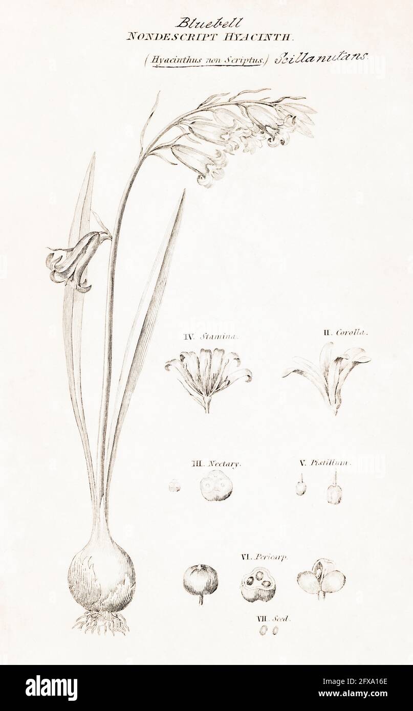 Copperplate illustrazione botanica di Bluebell / Hyacintoides non-scripta da Robert Thornton's British Flora, 1812. Una volta usato come pianta medicinale. Foto Stock