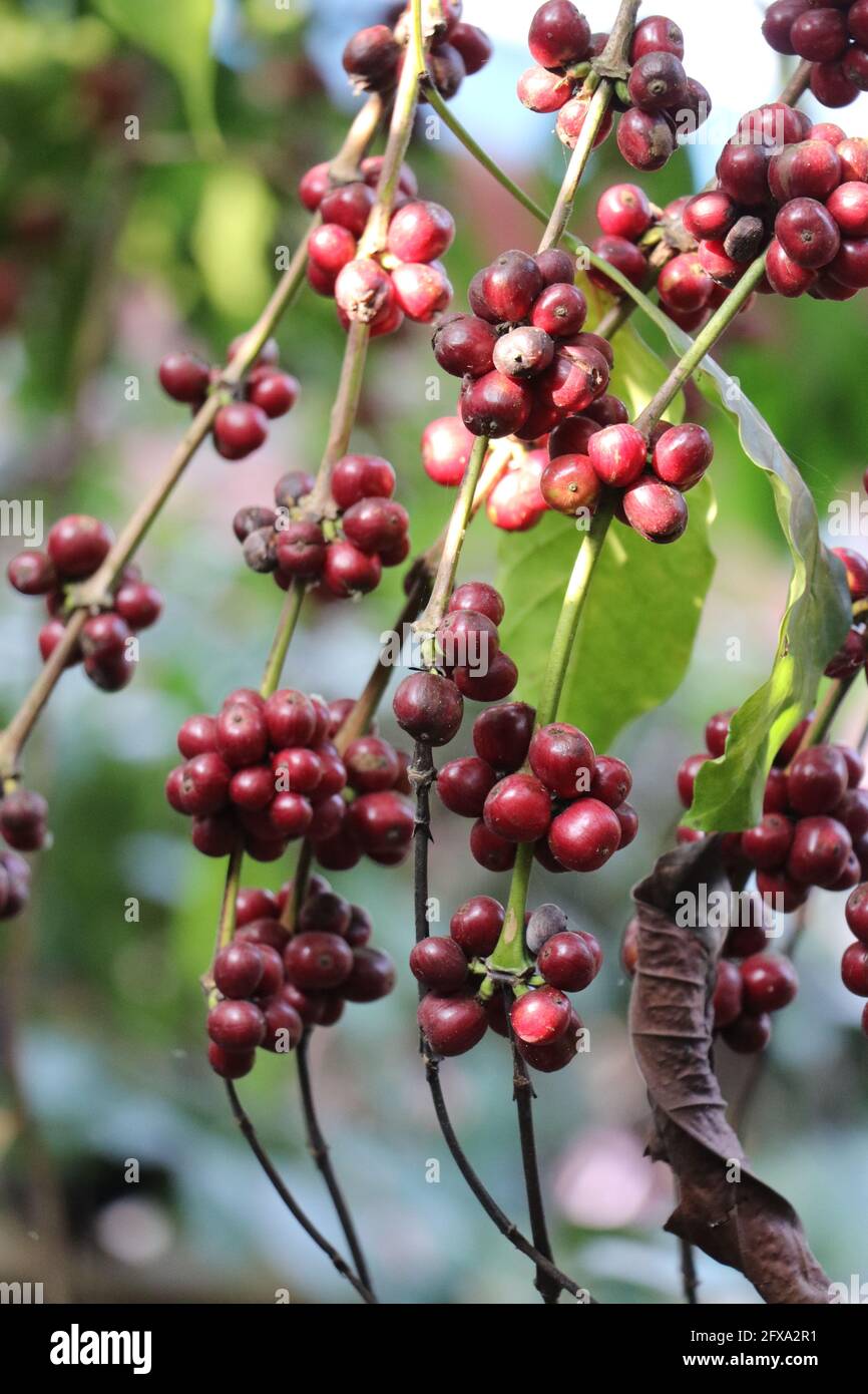 Chicchi di caffè robusta sui rami. Maturare le bacche di caffè robusta pronte per essere raccolte appese sui rami della pianta del caffè Foto Stock