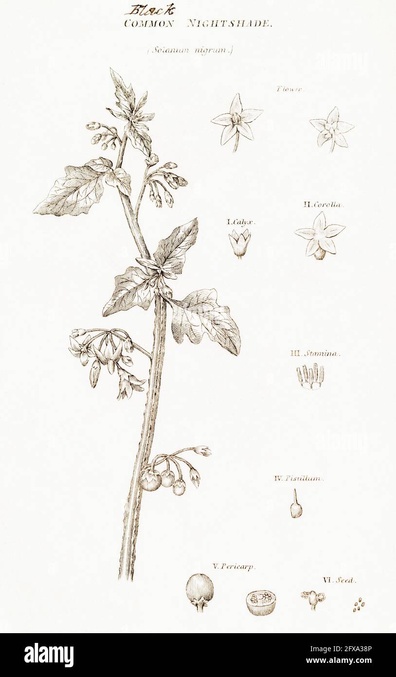 Illustrazione botanica copperplate di Nightshade Nera / Solanum nigrum da Robert Thornton's British Flora, 1812. Pianta velenosa usata in medicina. Foto Stock