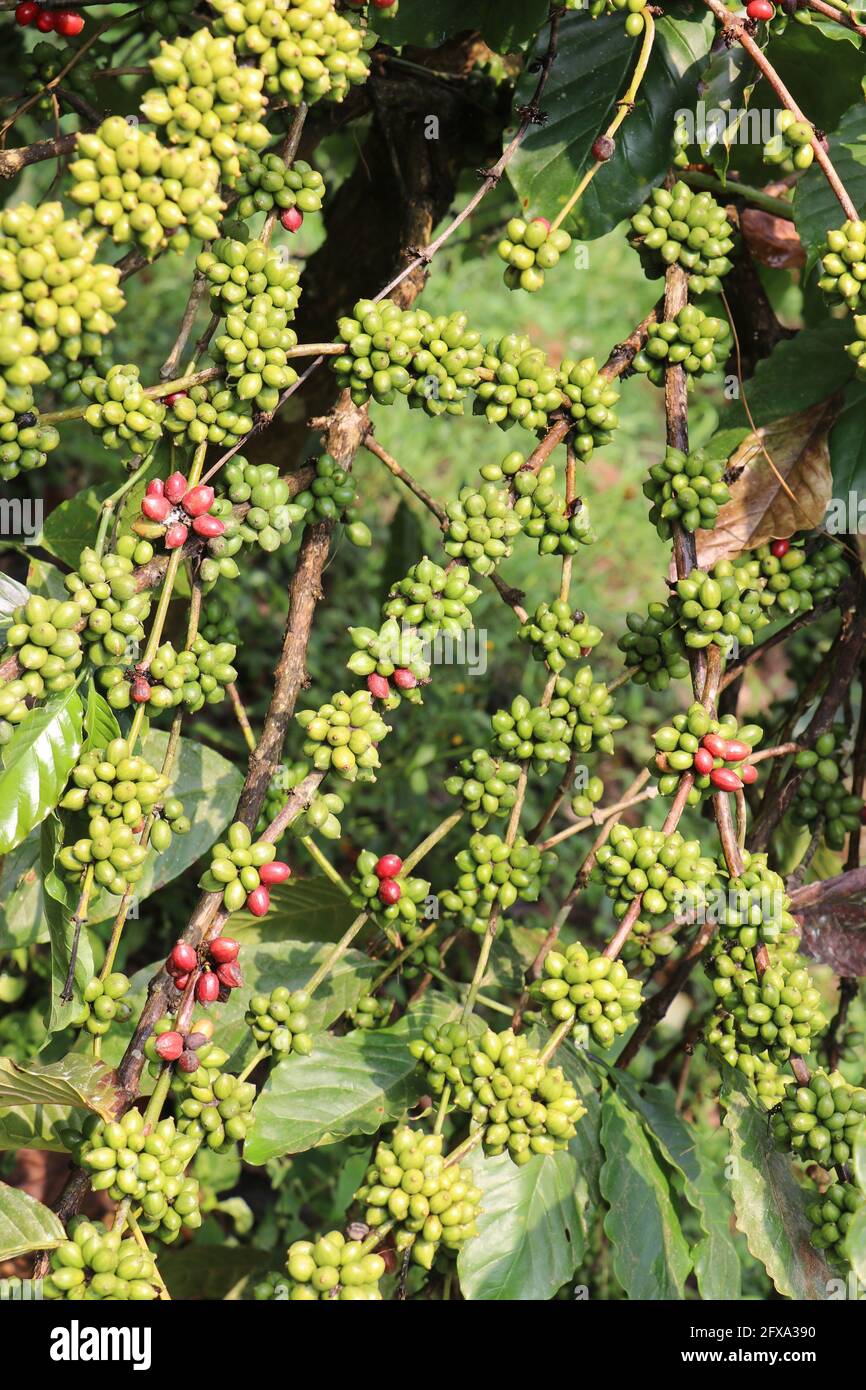 Ciliegia robusta in filiale. Pianta di caffè robusta a grande resa Foto Stock