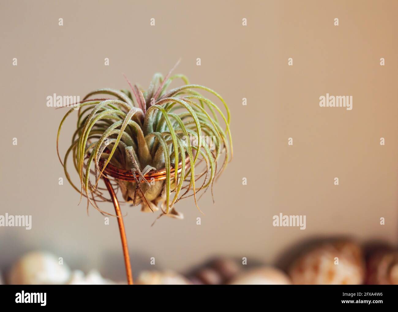 Immagine ravvicinata di una pianta ad aria su un tavolo di legno con sullo sfondo una collezione di conchiglie Foto Stock