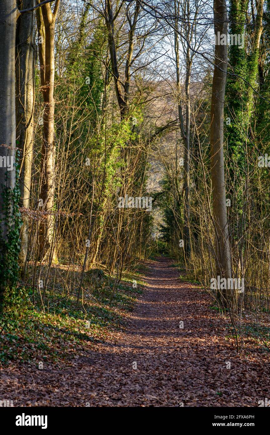 Una passeggiata primaverile attraverso un bosco con sole luminoso Foto Stock