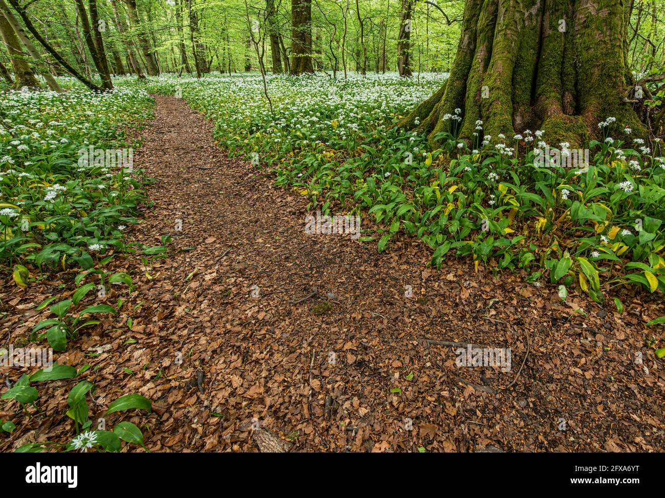 Un sentiero nei boschi di aglio vicino al Castello di Lennox in Lennoxtown. Foto Stock