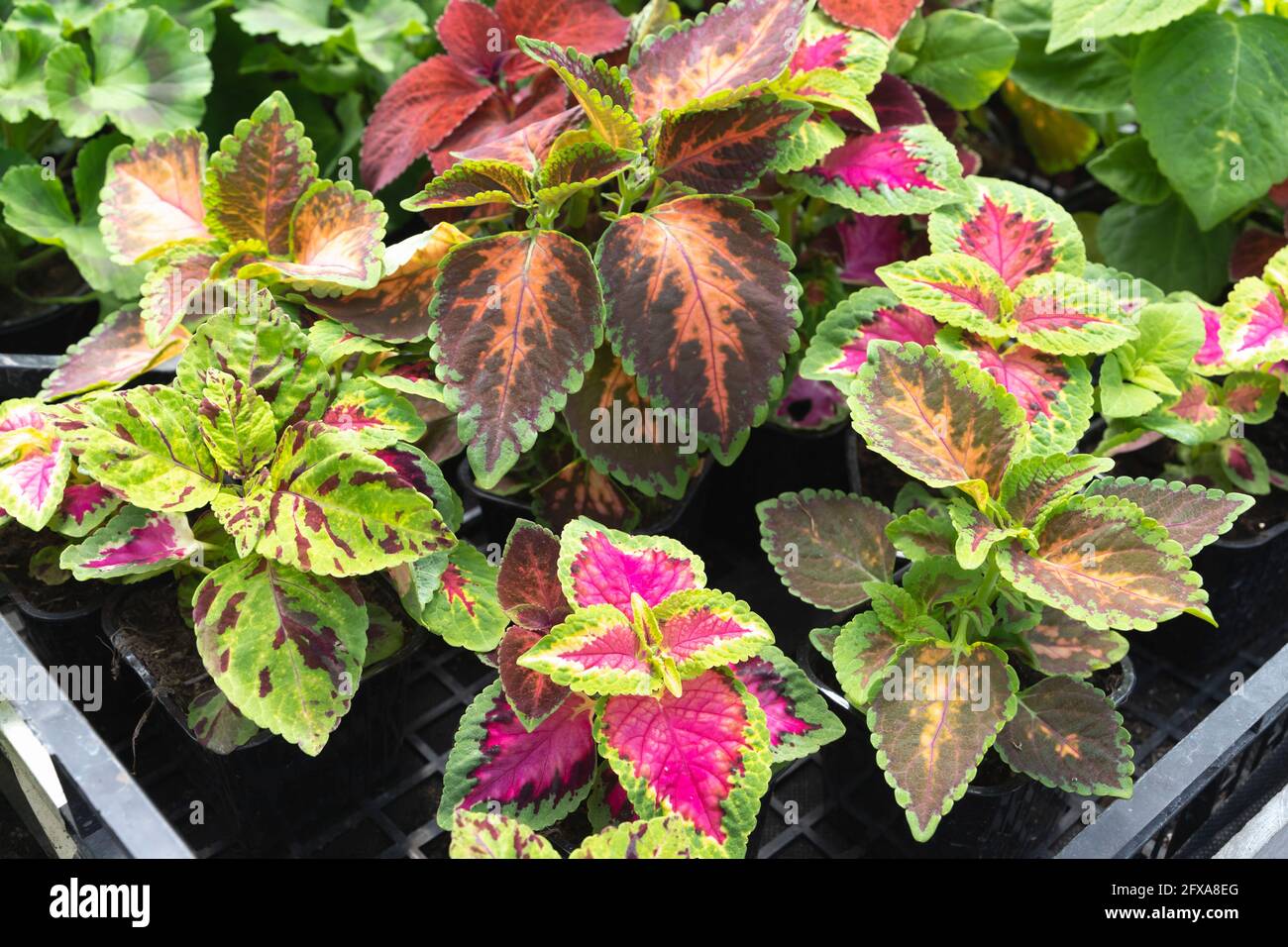 Mescolate diverse spezie di Coleus Scutellarioides, piante decorative in vaso con foglie colorate Foto Stock