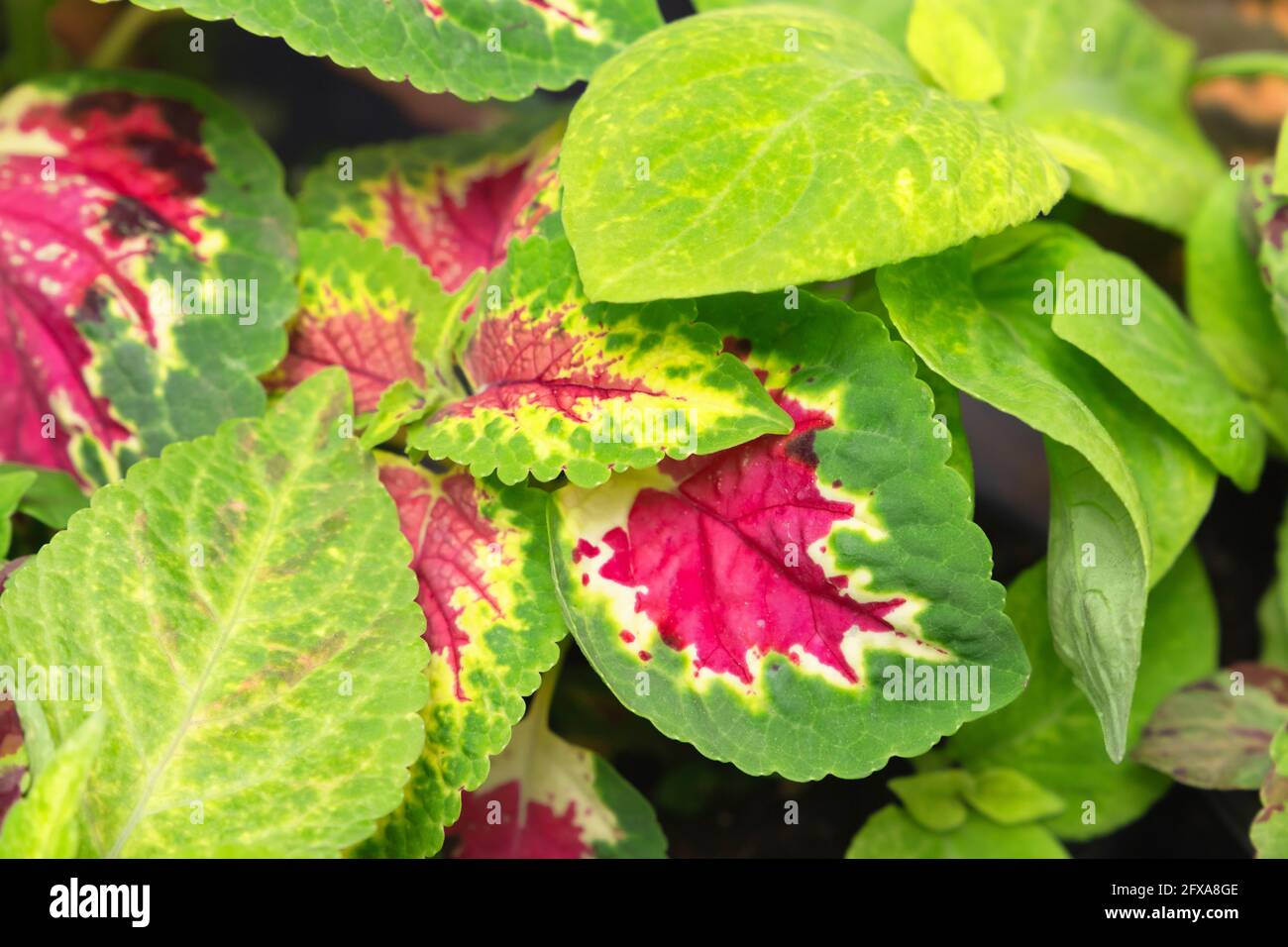 Coleus scutellarioides. Primo piano foto di foglie colorate luminose Foto Stock