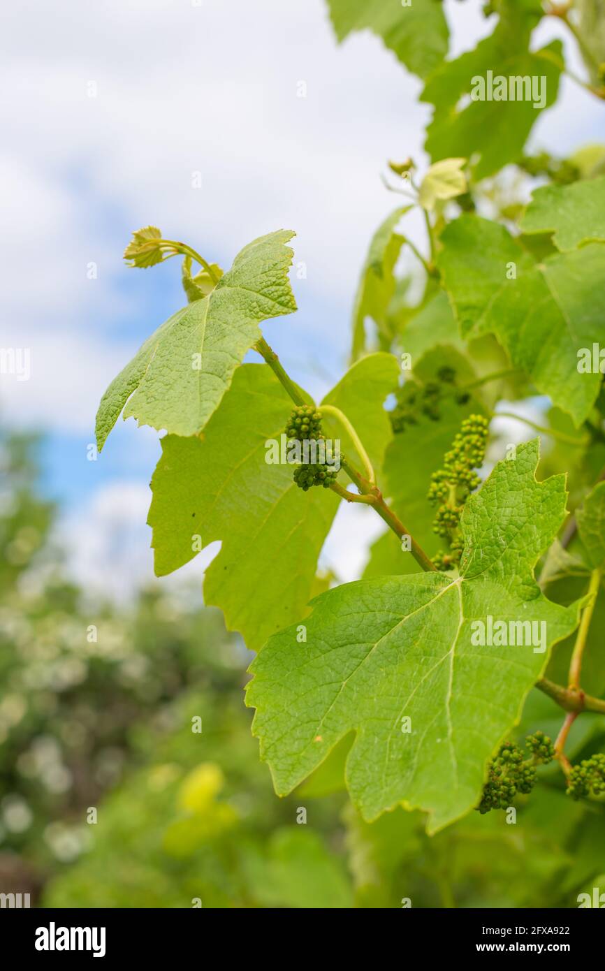 Uva in fiore. Giardinaggio, vinificazione e cura delle piante e dell'agricoltura. Foto Stock