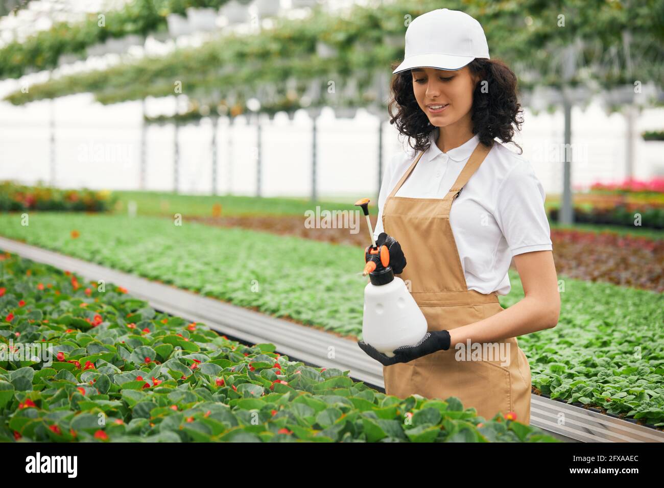 Bella giovane donna con capelli ricci scuri in piedi a serra con spruzzatore d'acqua in mani. Donna giardiniere in uniforme innaffiatura fiori al lavoro. Foto Stock