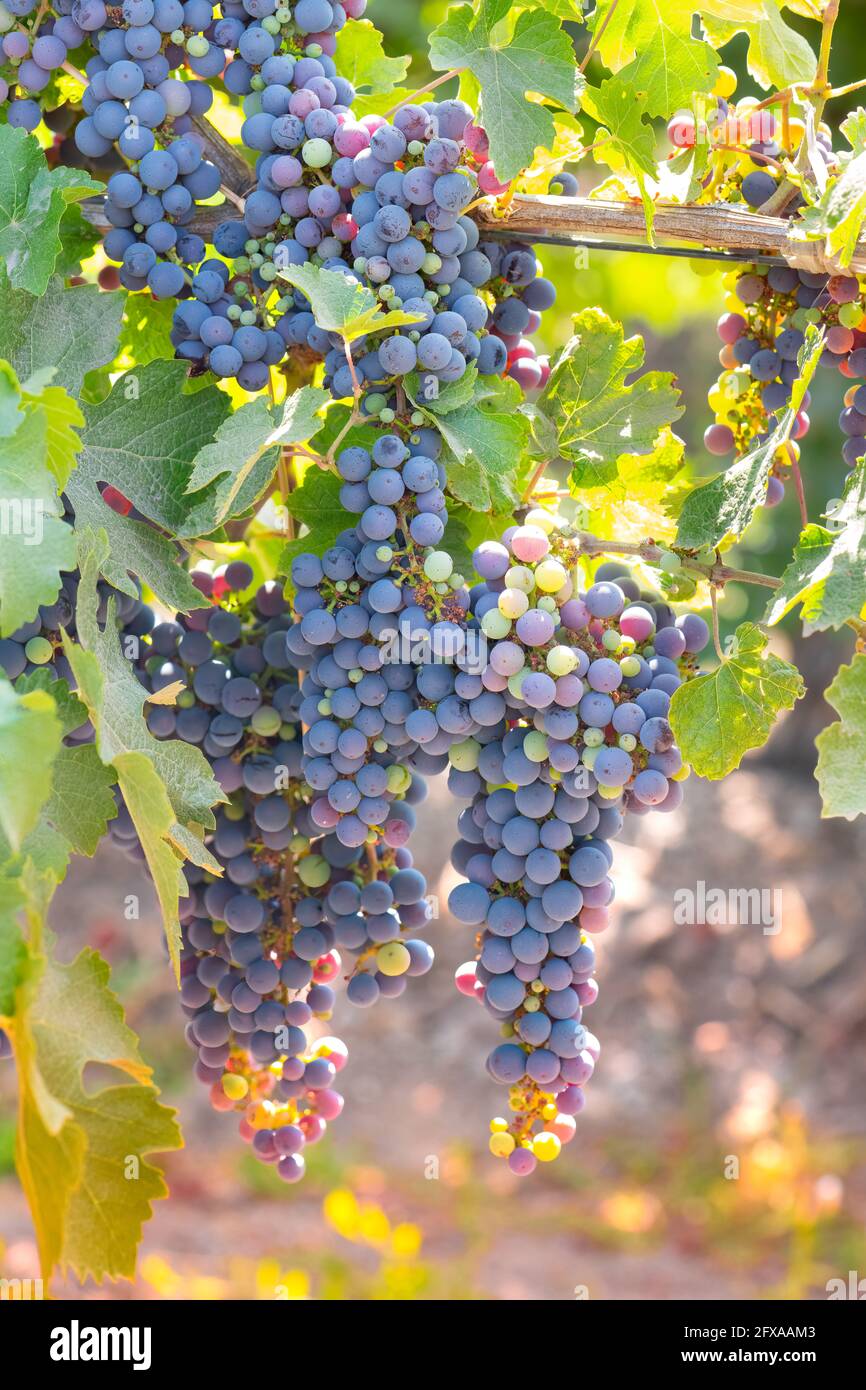 Dettaglio delle uve in un vigneto nella valle del Colchagua In Cile Foto Stock