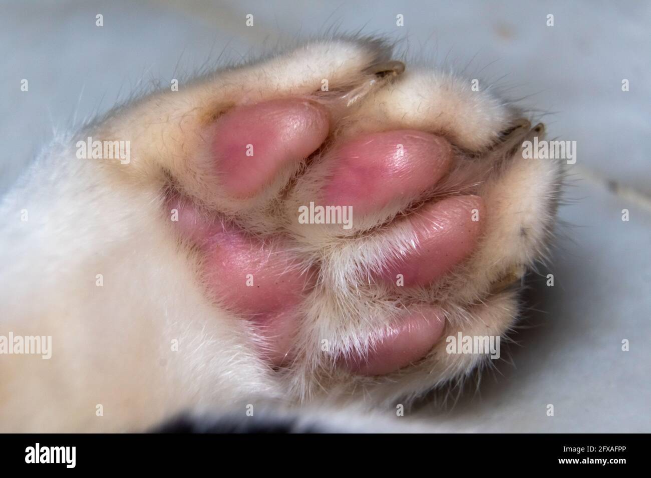 Primo piano il piede del gatto Foto Stock