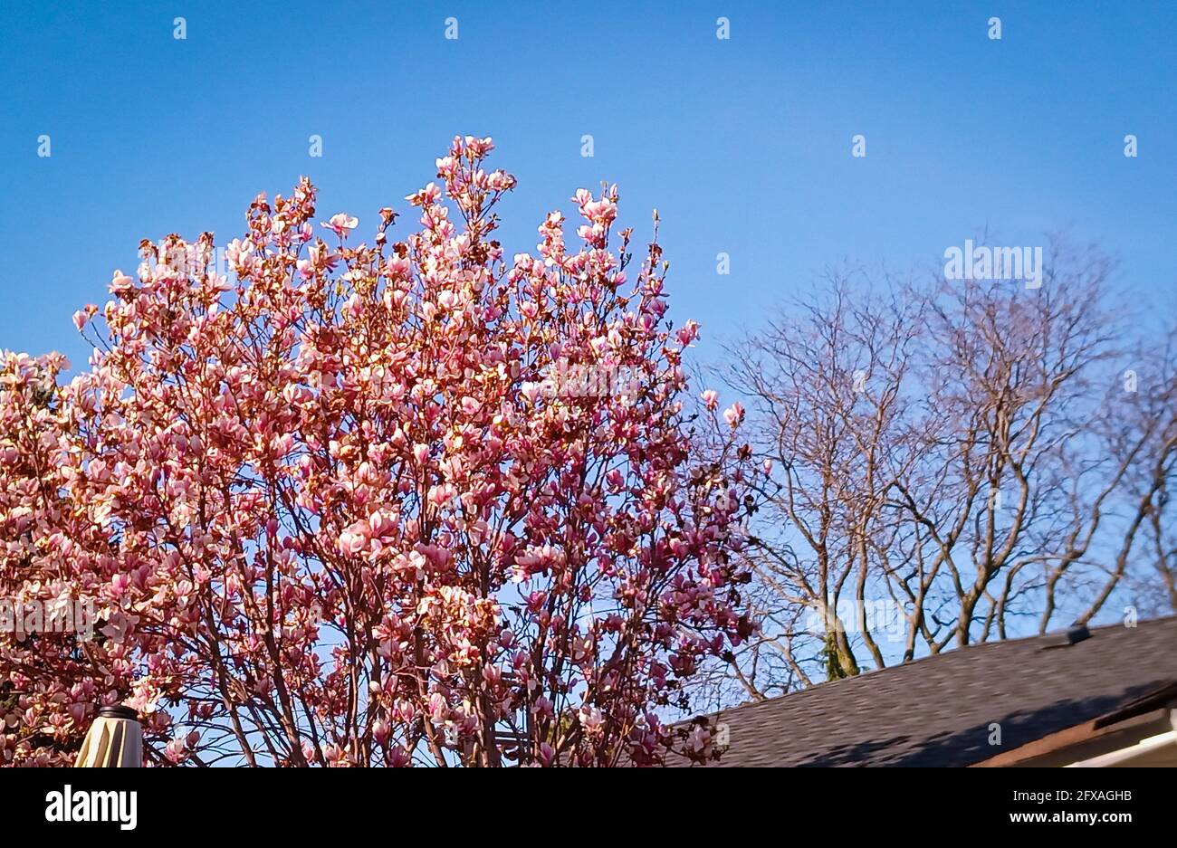 Fiori rosa primaverili luminosi di un albero di Magnolia con un albero  senza foglie e tetto della casa sullo sfondo Foto stock - Alamy