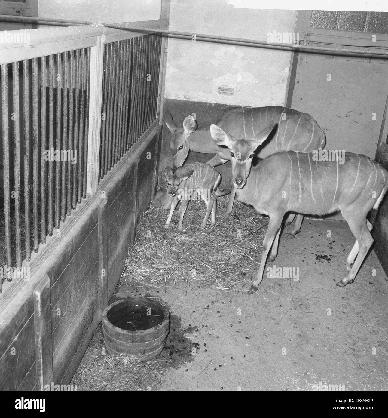 Tre generazioni di kudu in Artis (antilope). Nonna, madre e i loro due piccoli, 26 novembre 1963, Paesi Bassi, foto agenzia stampa del XX secolo, notizie da ricordare, documentario, fotografia storica 1945-1990, storie visive, Storia umana del XX secolo, che cattura momenti nel tempo Foto Stock